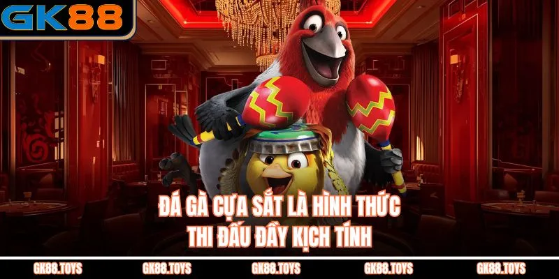 Đá Gà Cựa Sắt Hình Thức Thi Đấu Gà Đá Kịch Tính